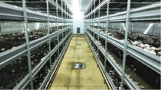 江西安义 工厂化智能培育双孢菇，日产10吨擎起绿色农业新标杆
