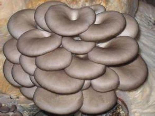 菌类算植物吗？揭露蘑菇与生物分类的真相