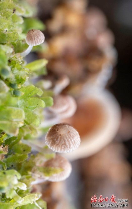 探秘百花岭热带雨林中的菌类世界