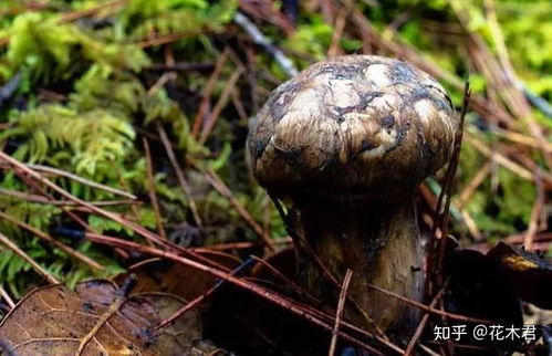菌中珍品 探秘国家Ⅱ级保护植物——松口蘑（松茸）